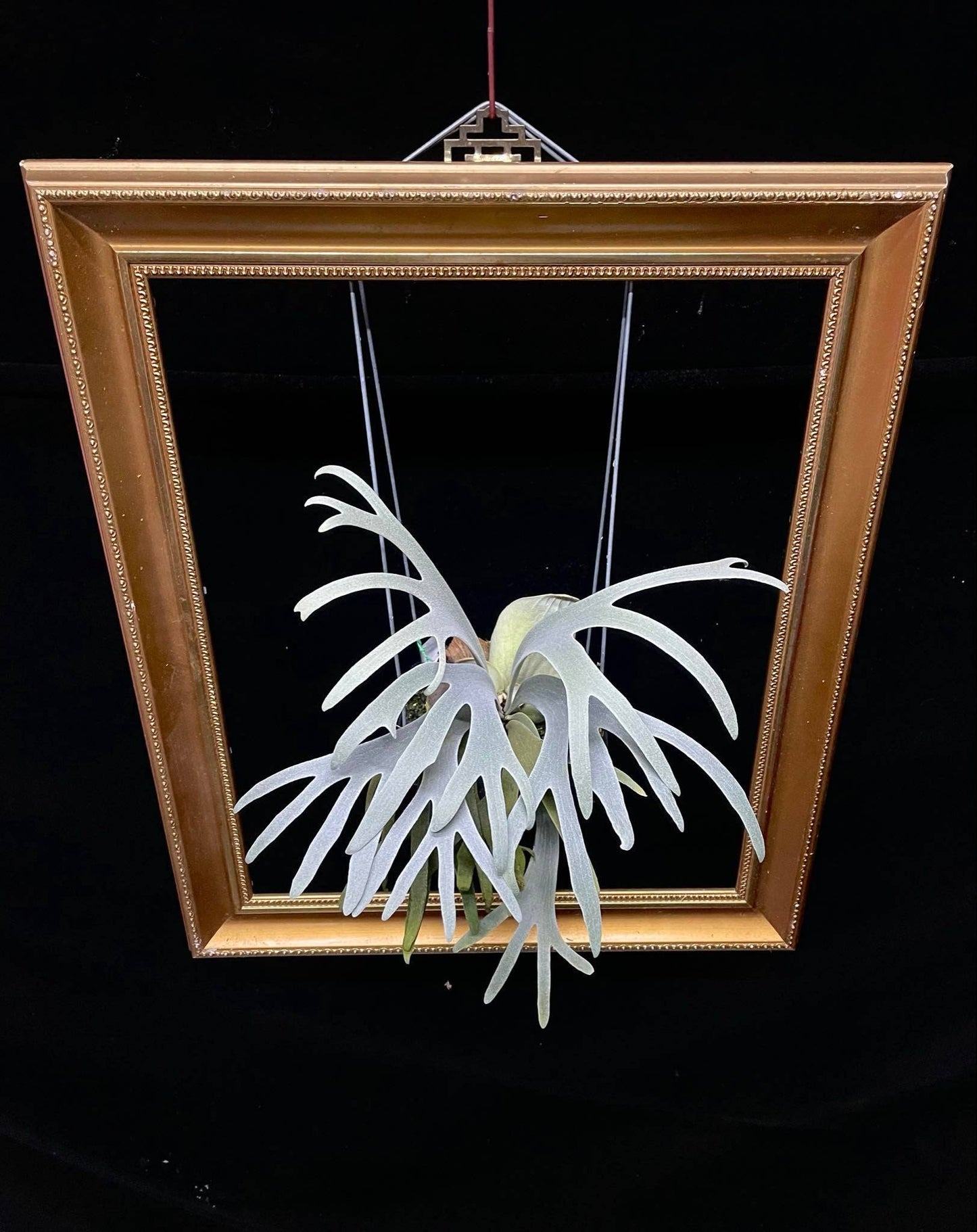 Platycerium Moonlight SBD#1 spore