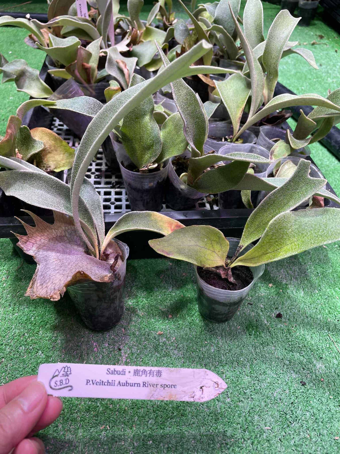 Platycerium veitchii Auburn River Spore – Rare Silver Staghorn Fern Variety | Live Spore Plant