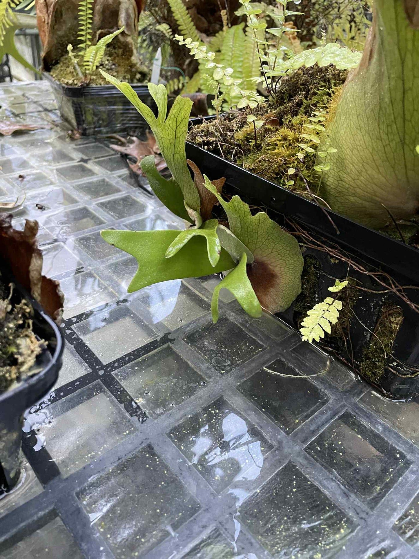 Platycerium Willinckii dwarf silvery