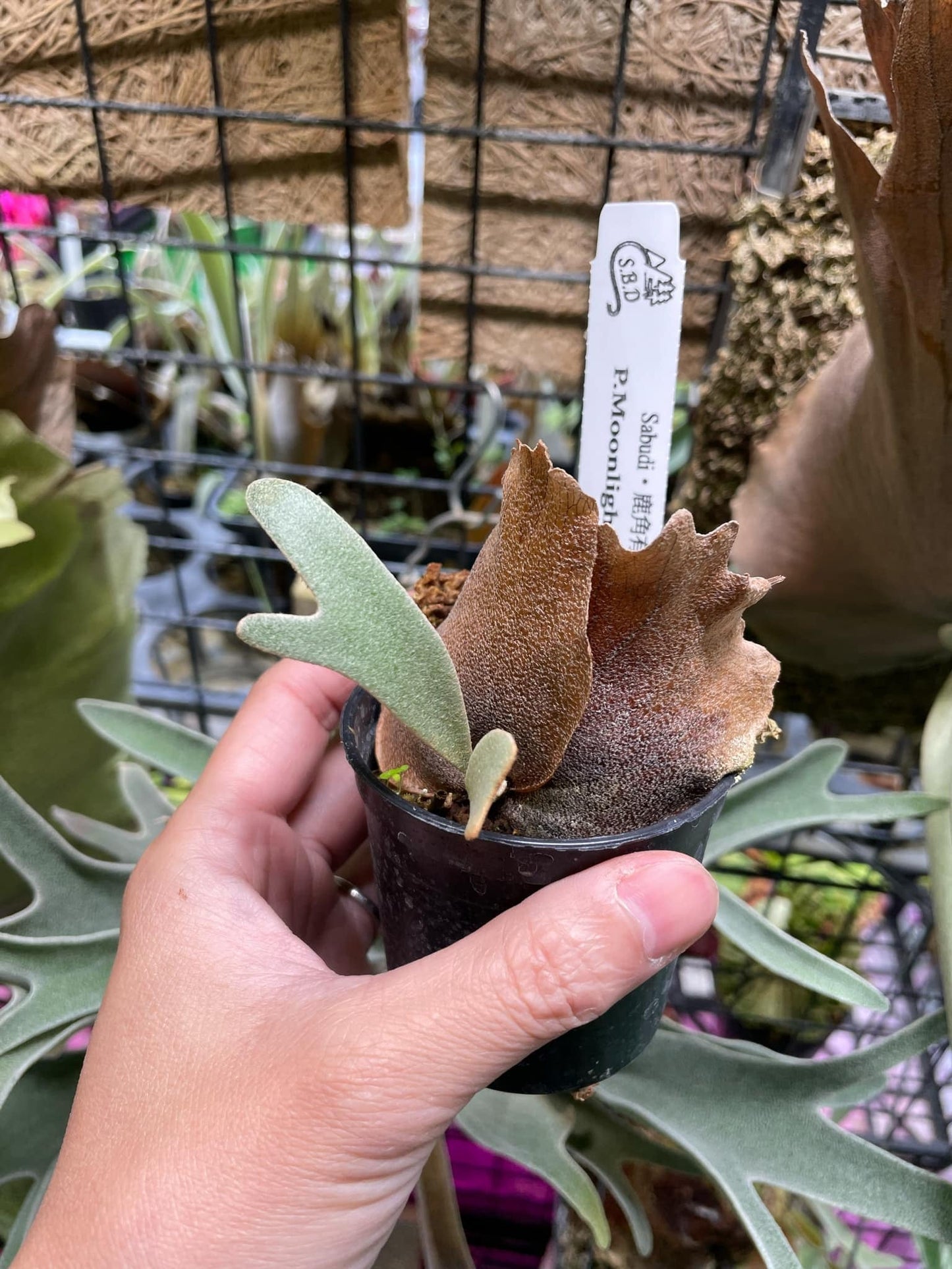 Platycerium Moonlight