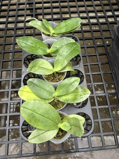 Phalaenopsis gigantea – Rare Giant Orchid Species | Live Plant