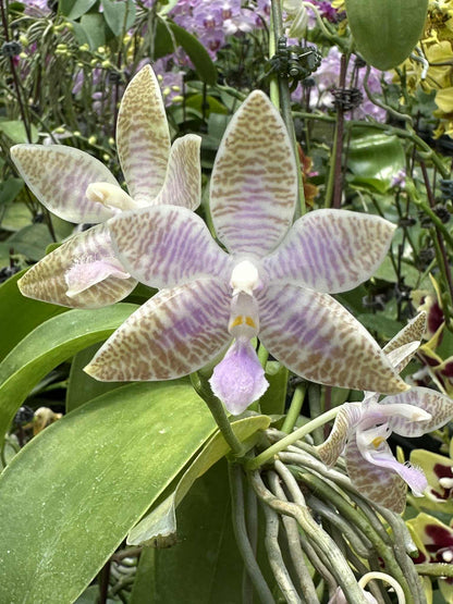 Phalaenopsis lueddemanniana coerulea x sib – Rare Fragrant Orchid Species | Live Plant
