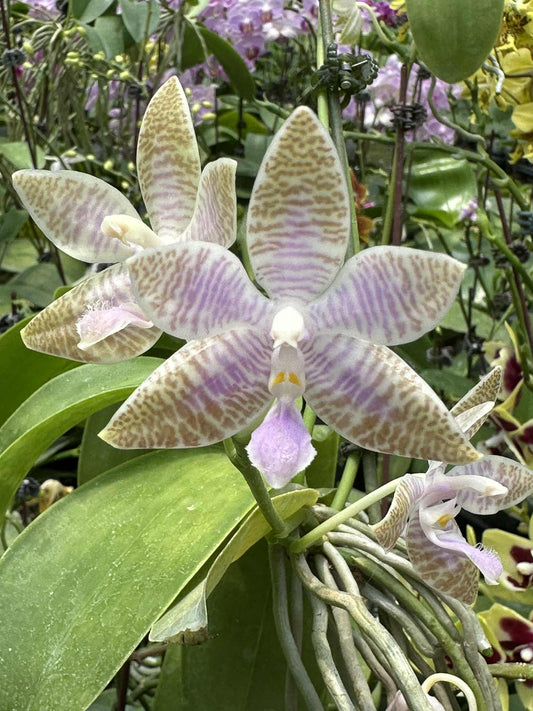 Phalaenopsis lueddemanniana coerulea x sib – Rare Fragrant Orchid Species | Live Plant