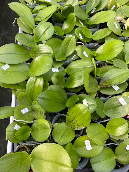 Phalaenopsis Miro Sun ‘BK’ x (Yaphon Super Jaguar x Yaphon Good Boy x venosa) – Rare Hybrid Orchid | Live Plant