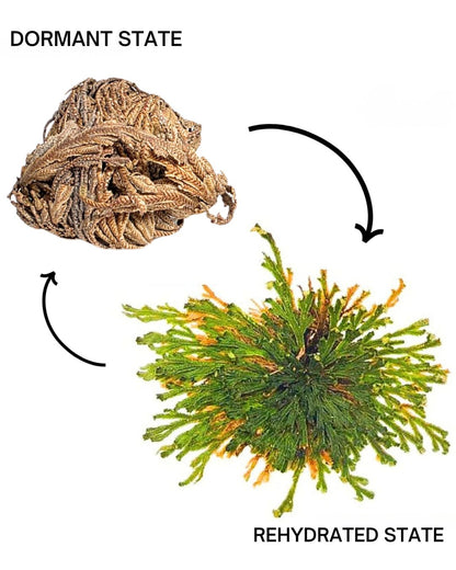 Resurrection Plant – Rose of Jericho | Living Miracle Plant