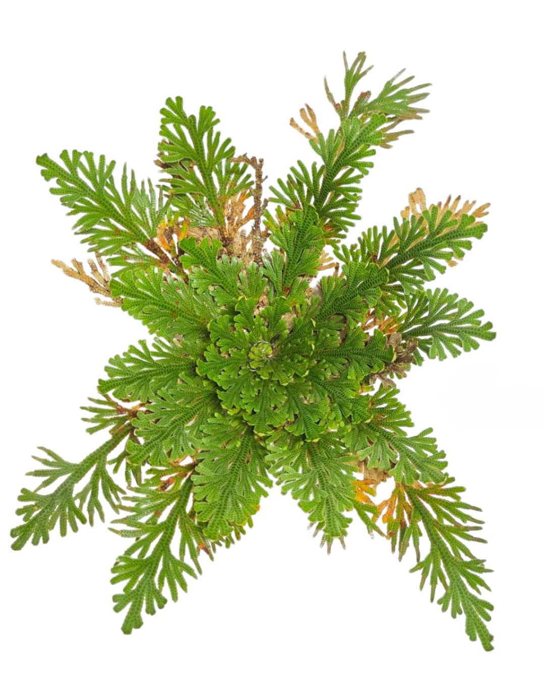 Resurrection Plant