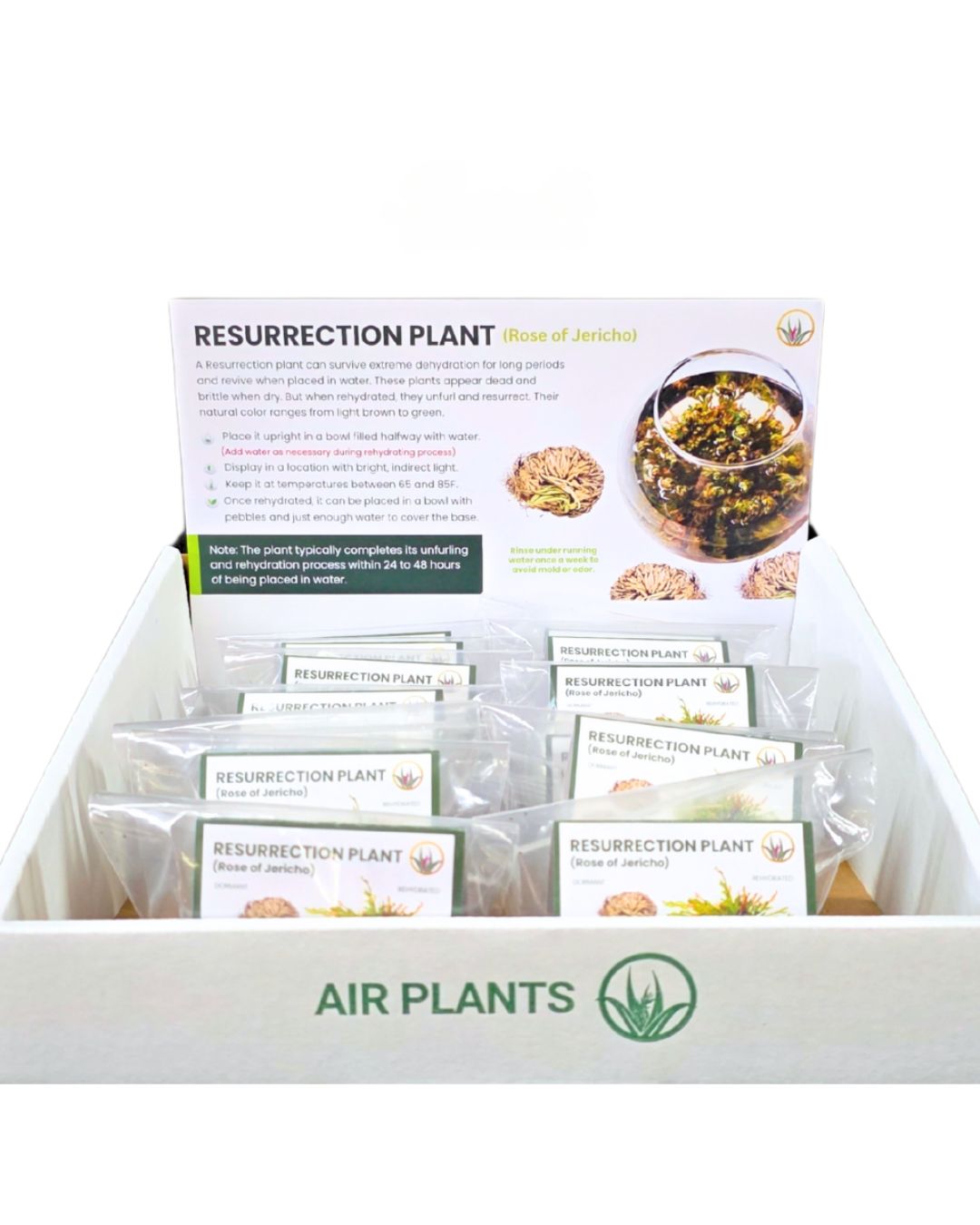 Resurrection Plant