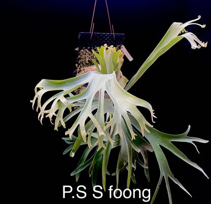 Platycerium Foong’s Bundle