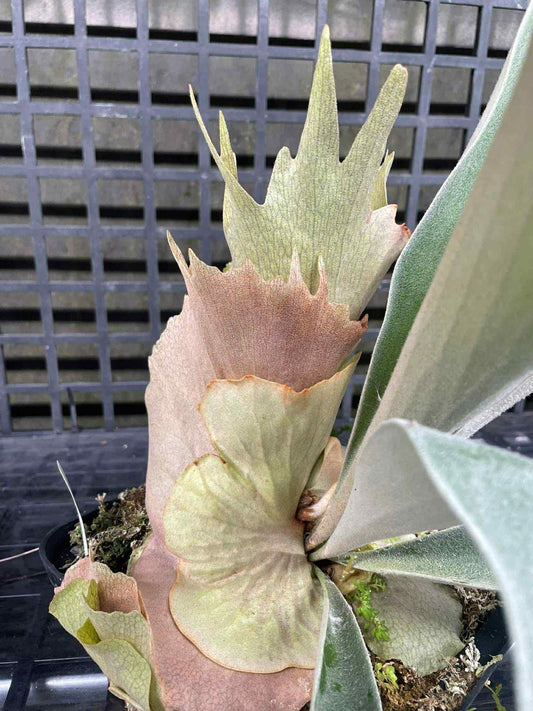 Platycerium Snow Ape Spore select