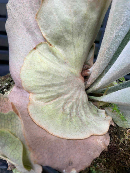 Platycerium Snow Ape Spore select