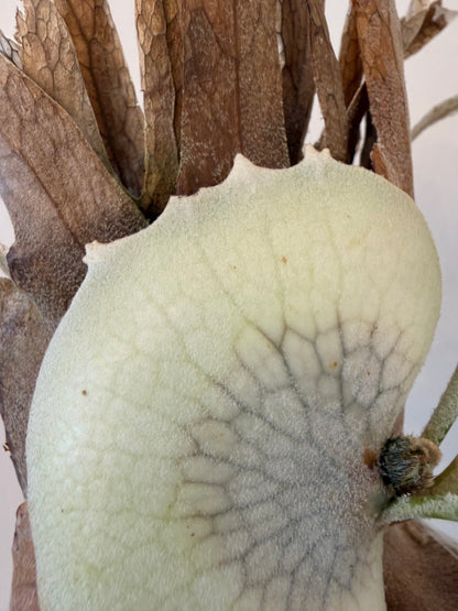 Platycerium Willinckii Bogor x Lemoinei spore