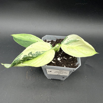 Philodendron billietiae x Jose Buono Variegated (620)
