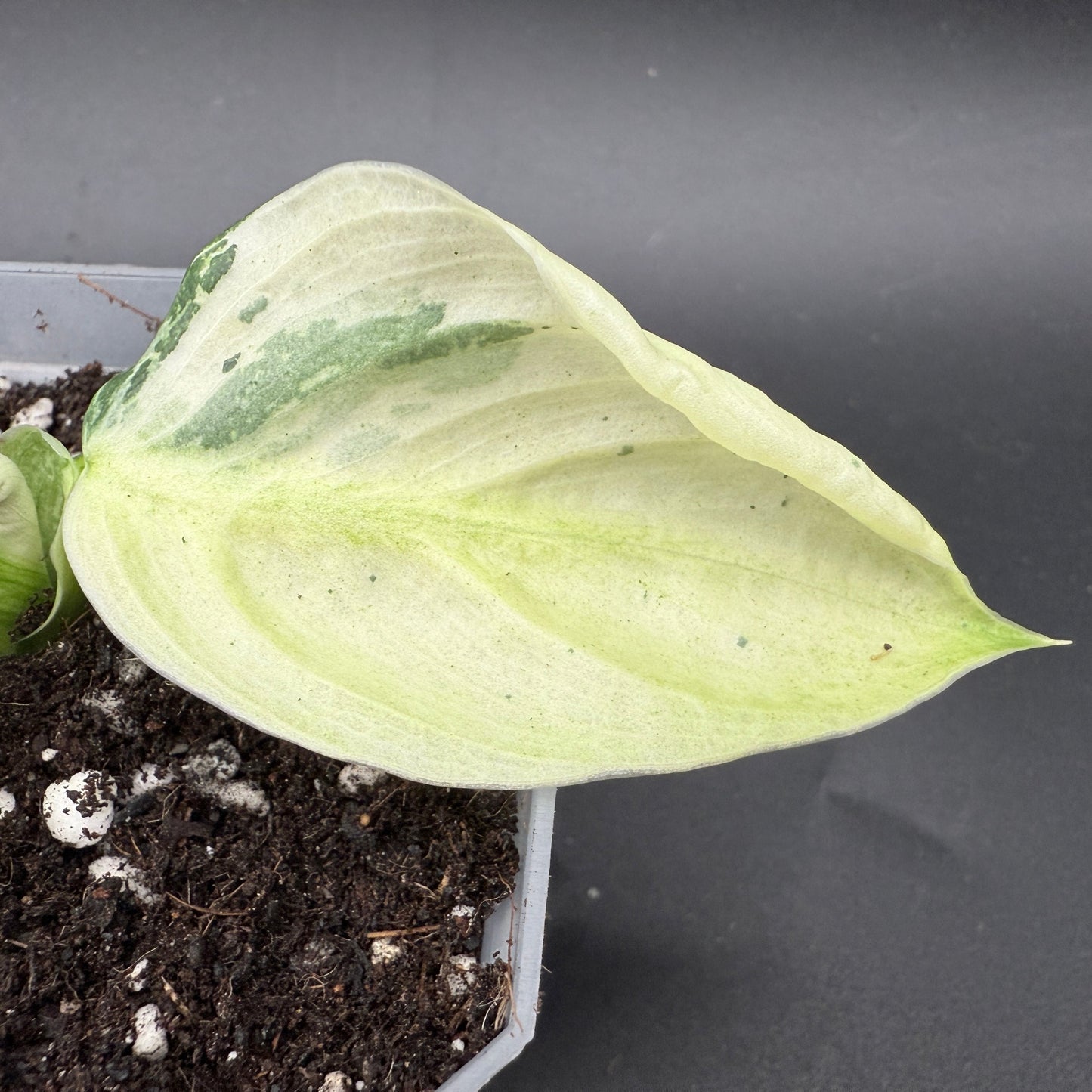 Philodendron billietiae x Jose Buono Variegated (620)