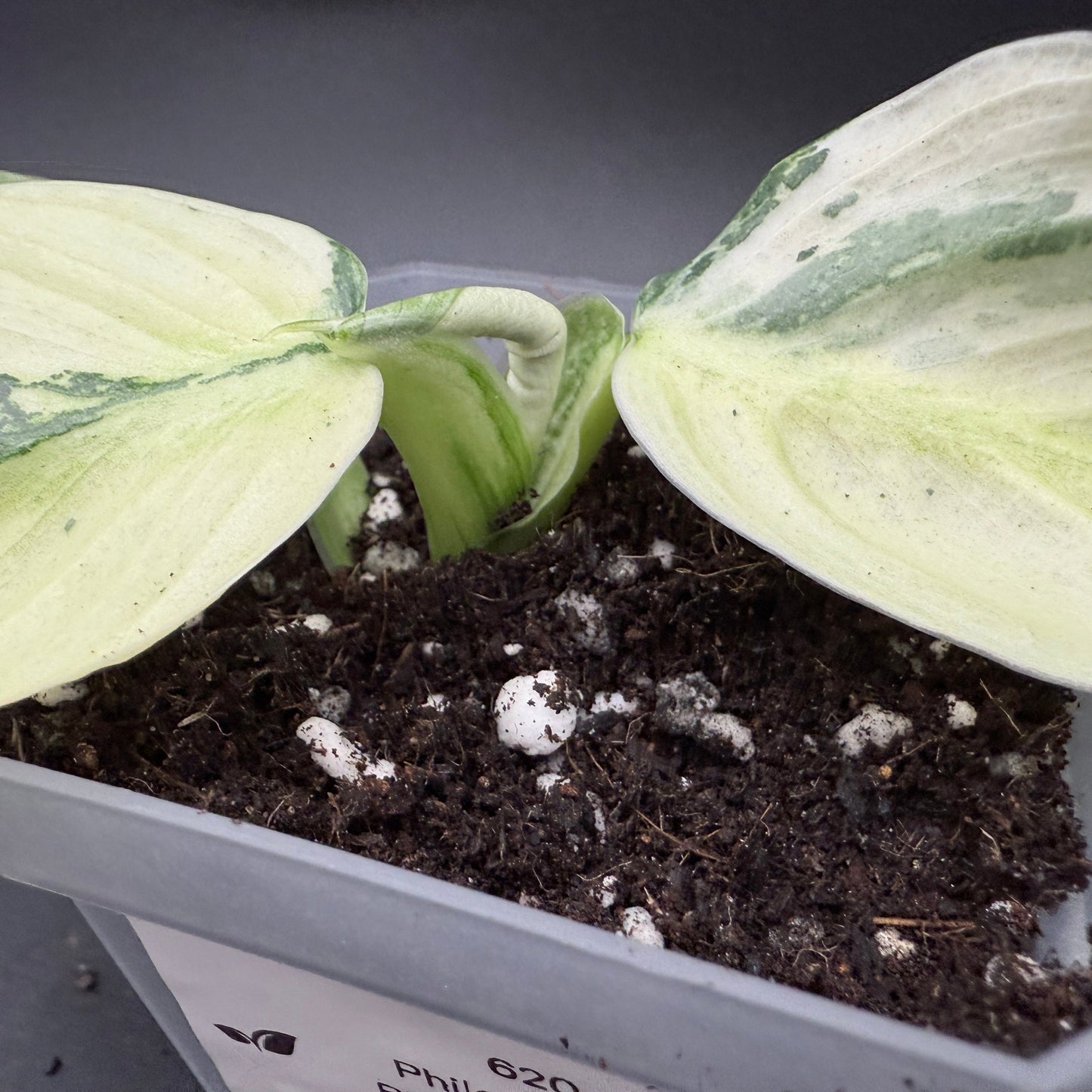 Philodendron billietiae x Jose Buono Variegated (620)