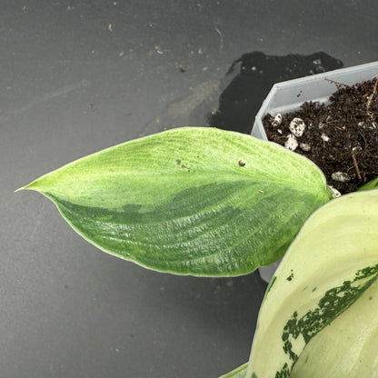 Philodendron billietiae x Jose Buono Variegated (620)