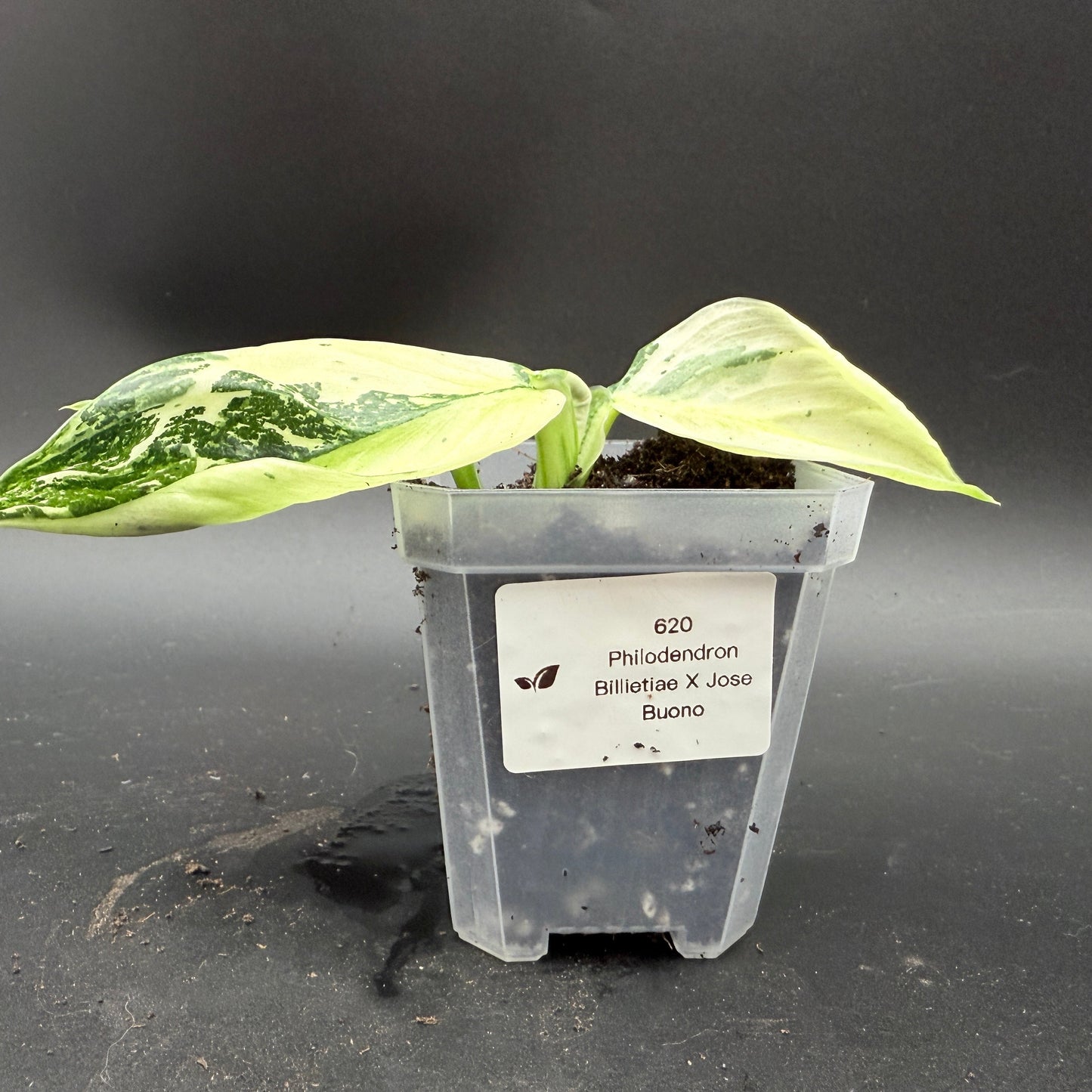 Philodendron billietiae x Jose Buono Variegated (620)