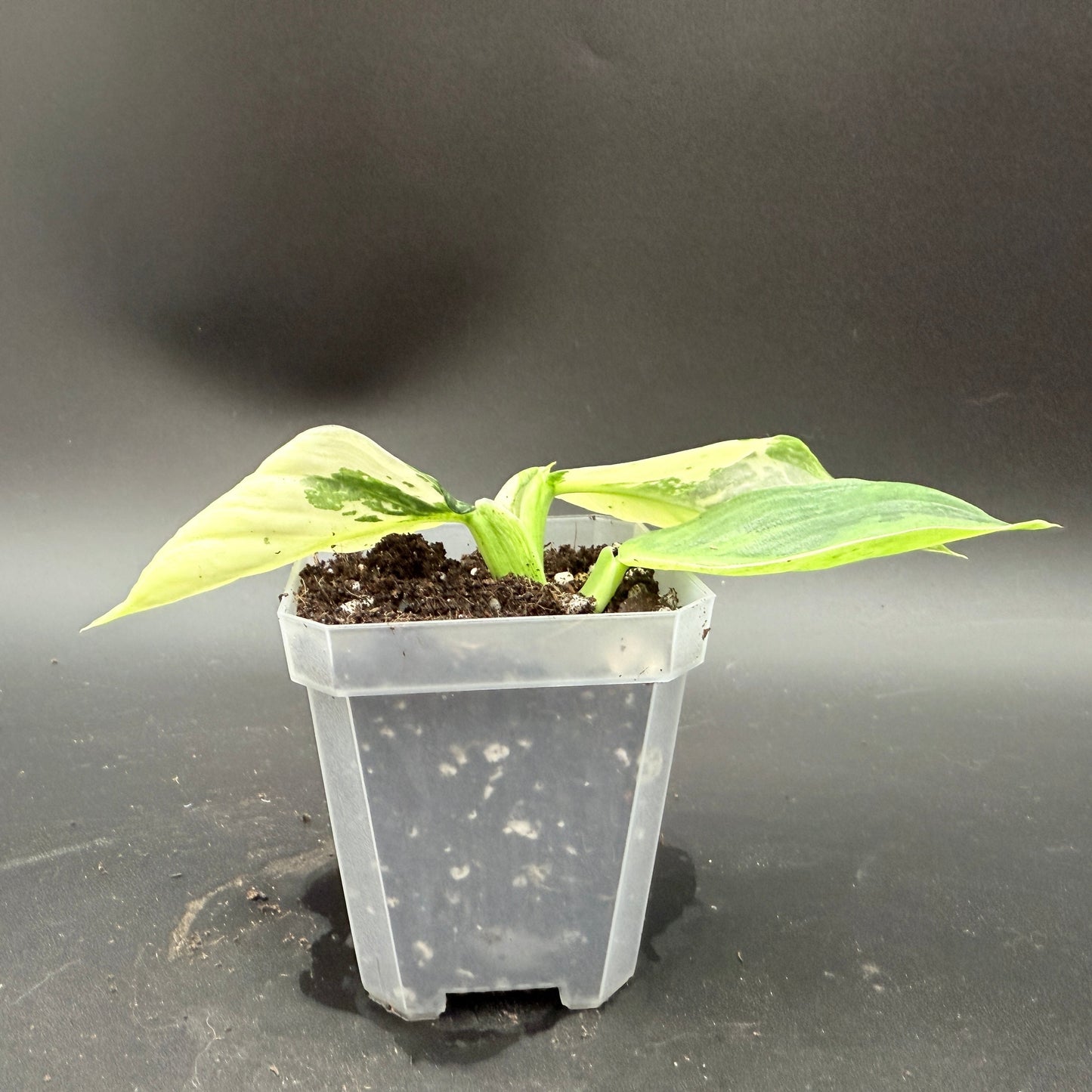 Philodendron billietiae x Jose Buono Variegated (620)