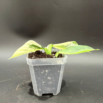 Philodendron billietiae x Jose Buono Variegated (620)