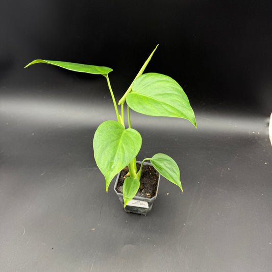 Monstera deliciosa sierrana (478)