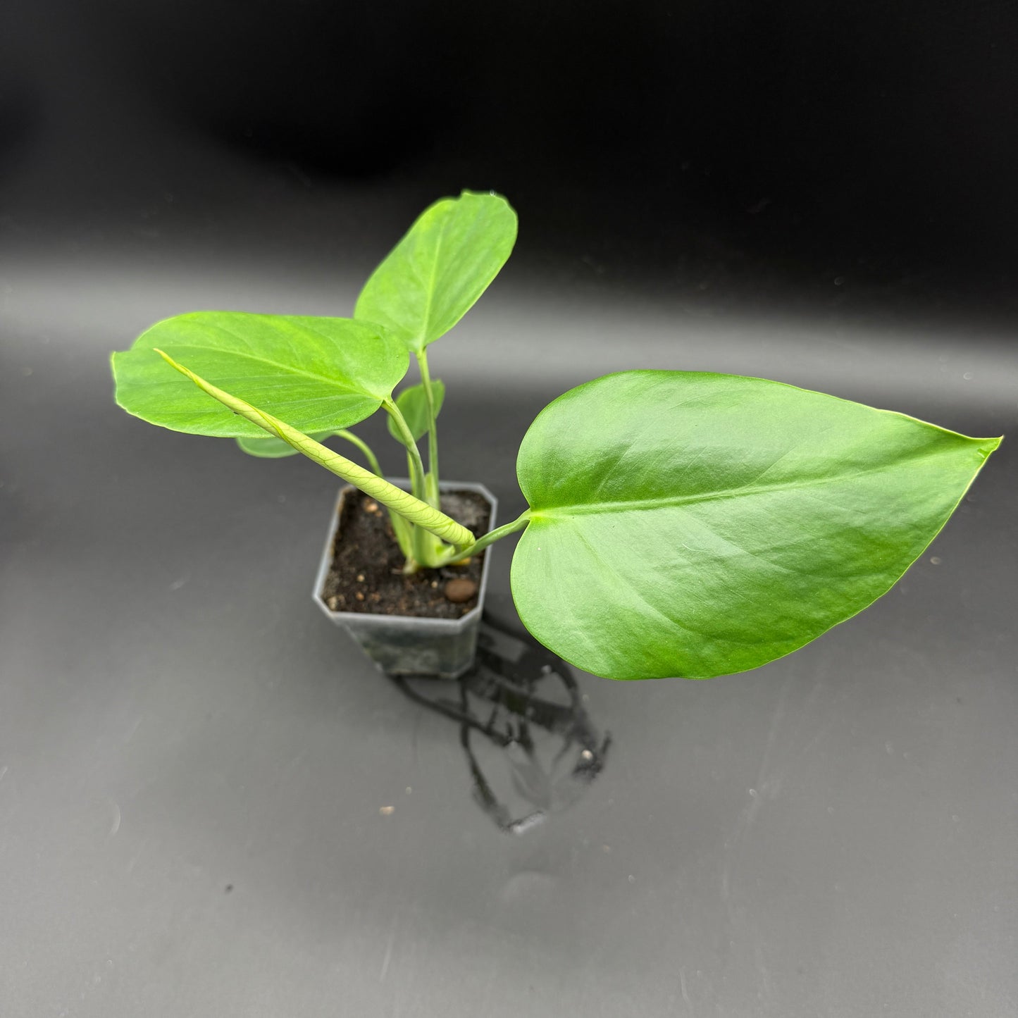 Monstera deliciosa sierrana (478)