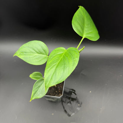Monstera deliciosa sierrana (478)