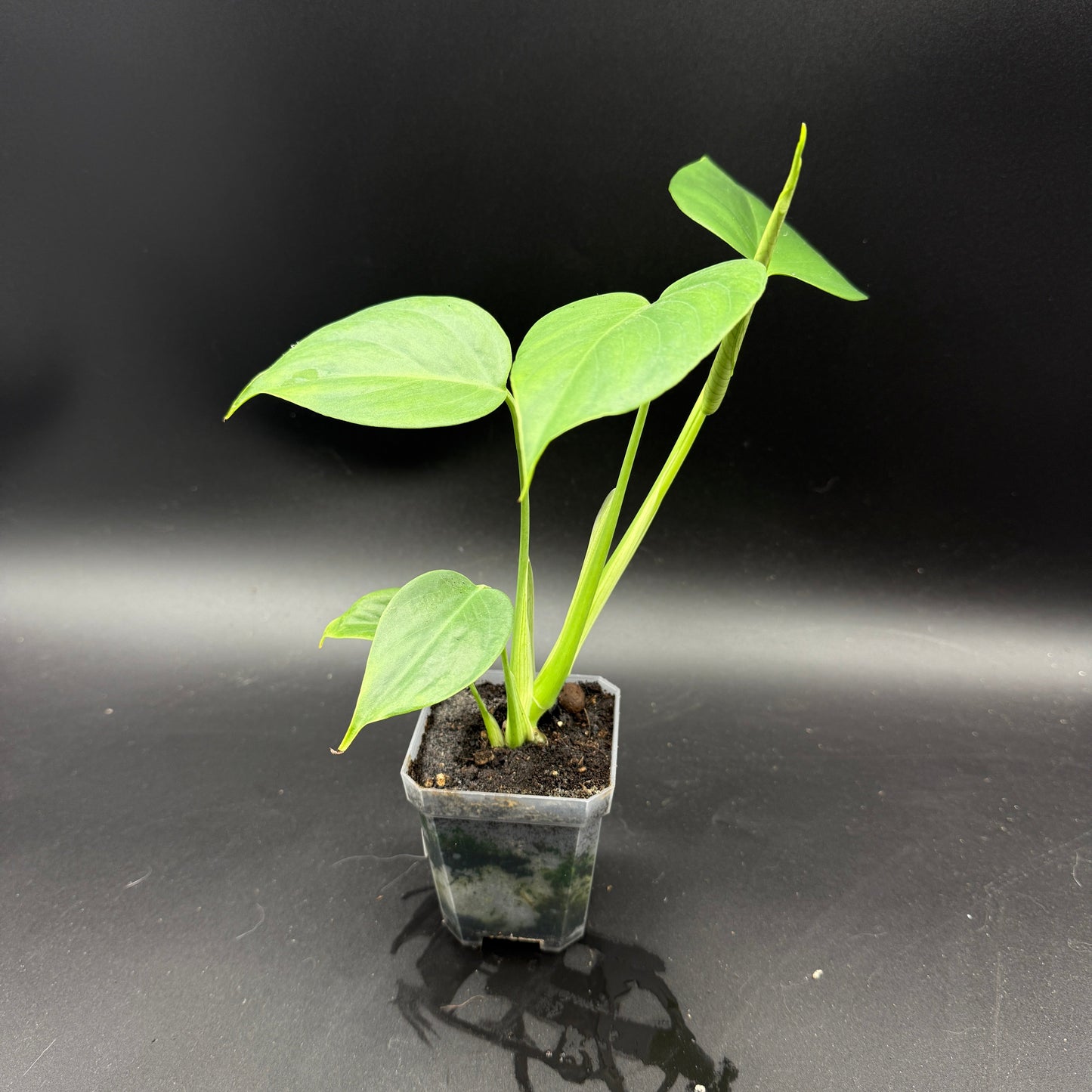 Monstera deliciosa sierrana (478)