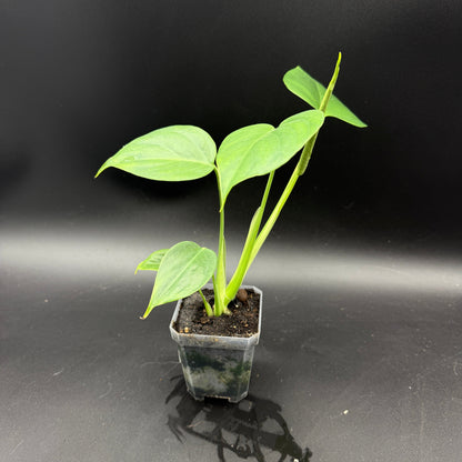 Monstera deliciosa sierrana (478)