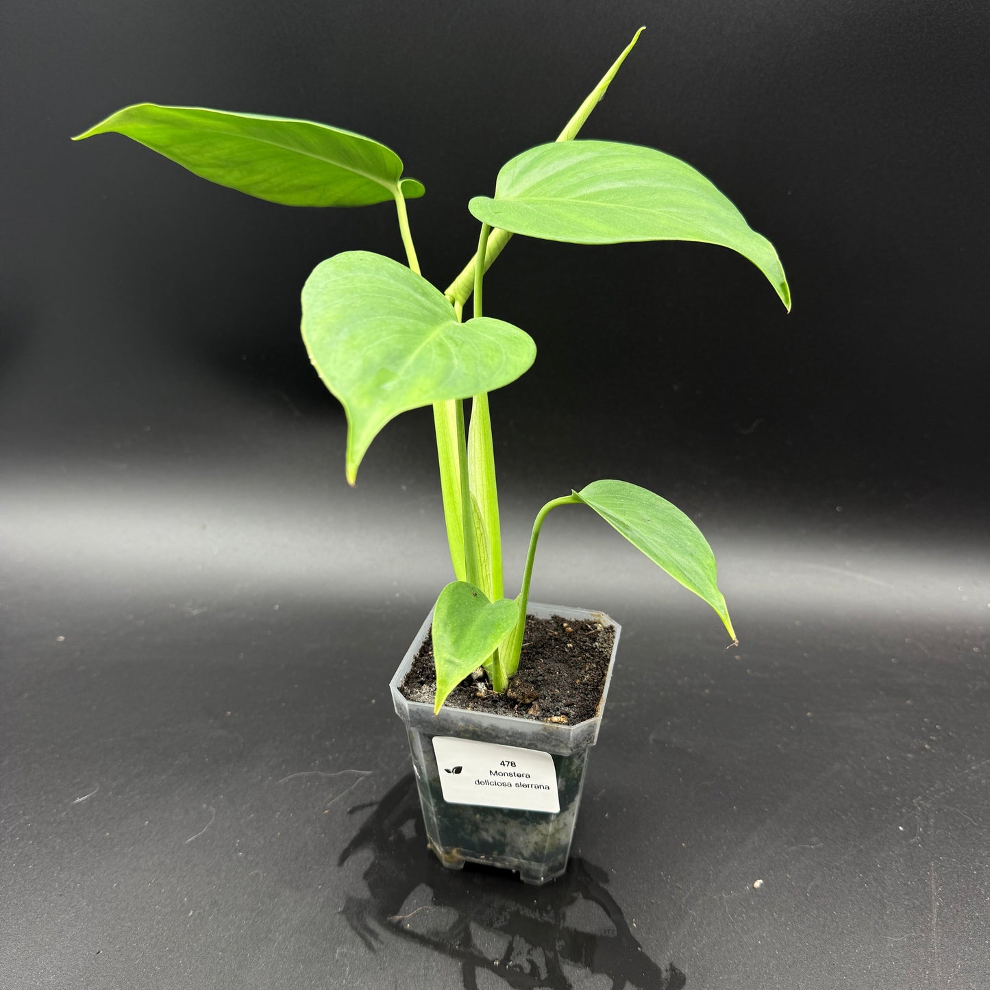 Monstera deliciosa sierrana (478)
