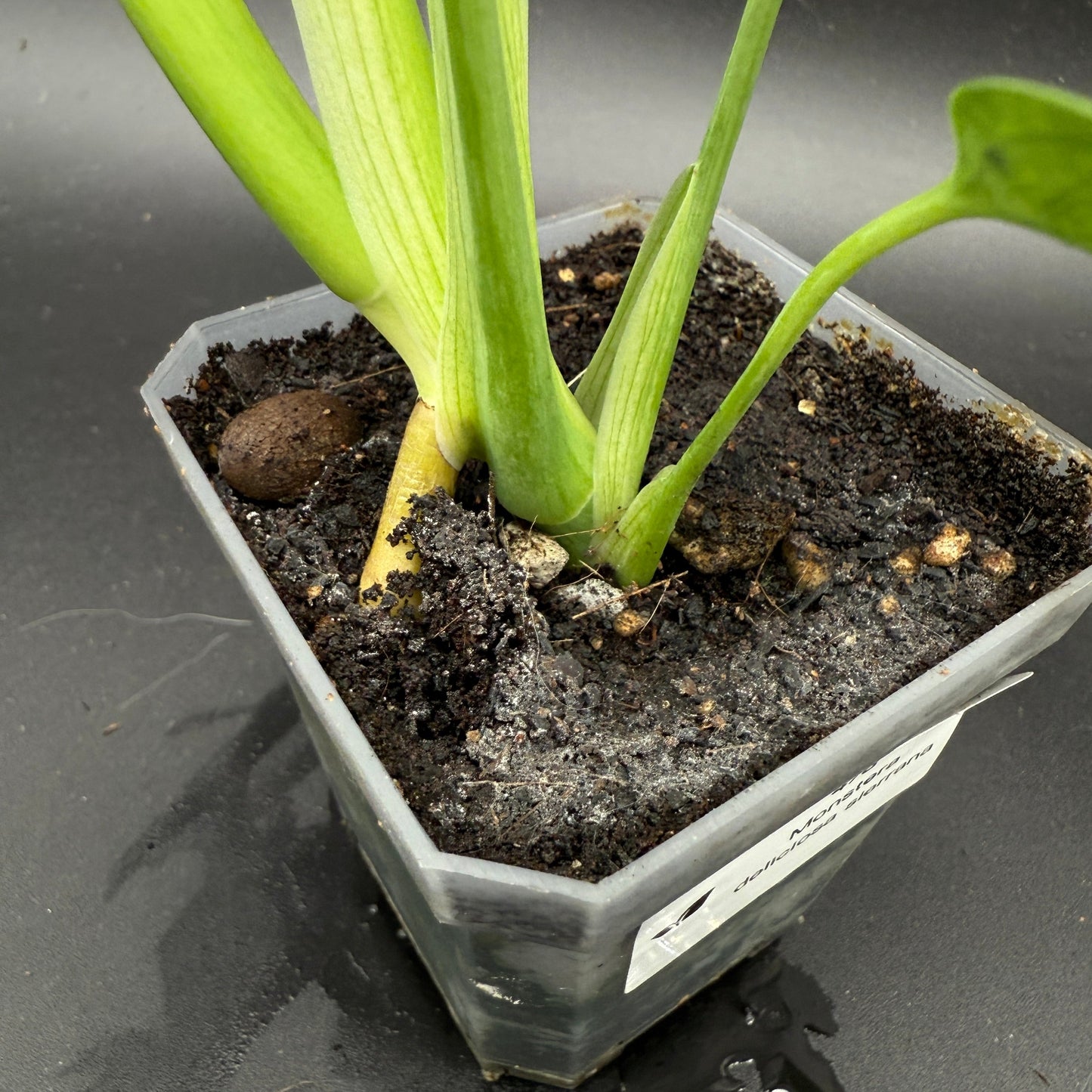 Monstera deliciosa sierrana (478)
