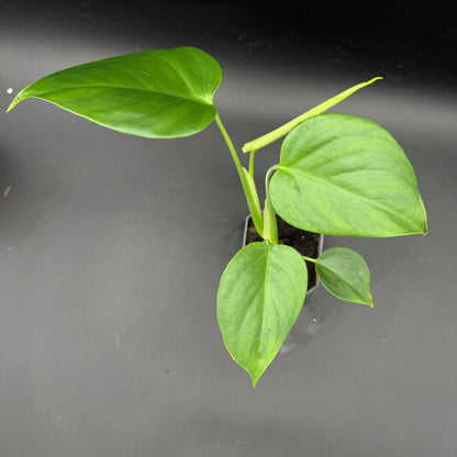 Monstera deliciosa sierrana (478)