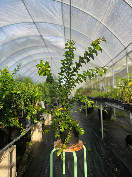 Governor’s Plum (Flacourtia rukam)