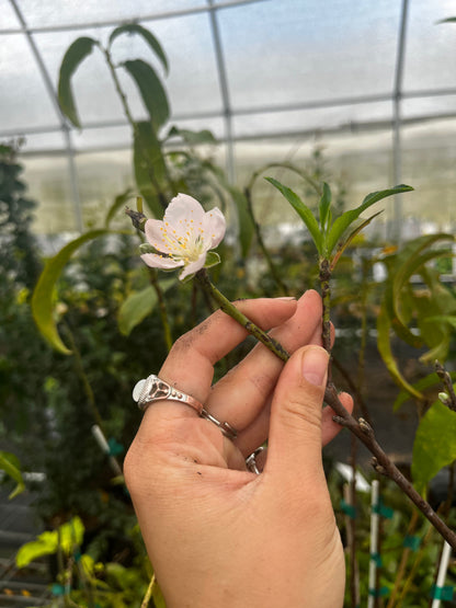 Peach 'Tropic Beauty' (Prunus persica)