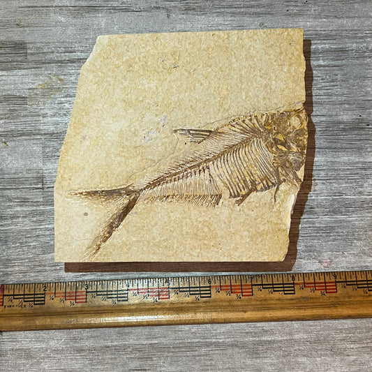Diplomystus Dentatus Fossil Plate – Green River Formation Specimen