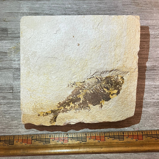 Diplomystus Dentatus Fossil Plate – Green River Formation Specimen