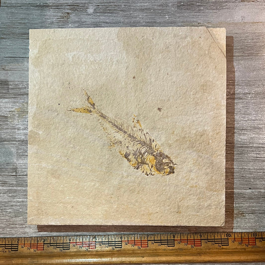 Diplomystus Denata Fossil plate