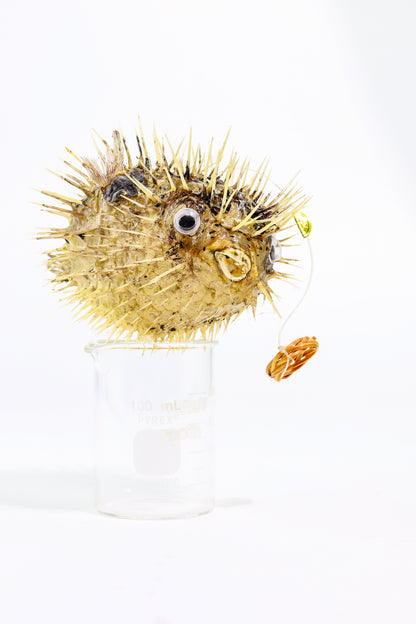 Porcupinefish