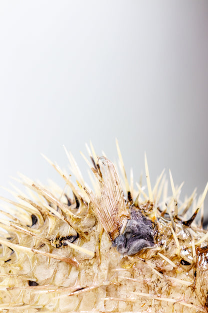 Porcupinefish