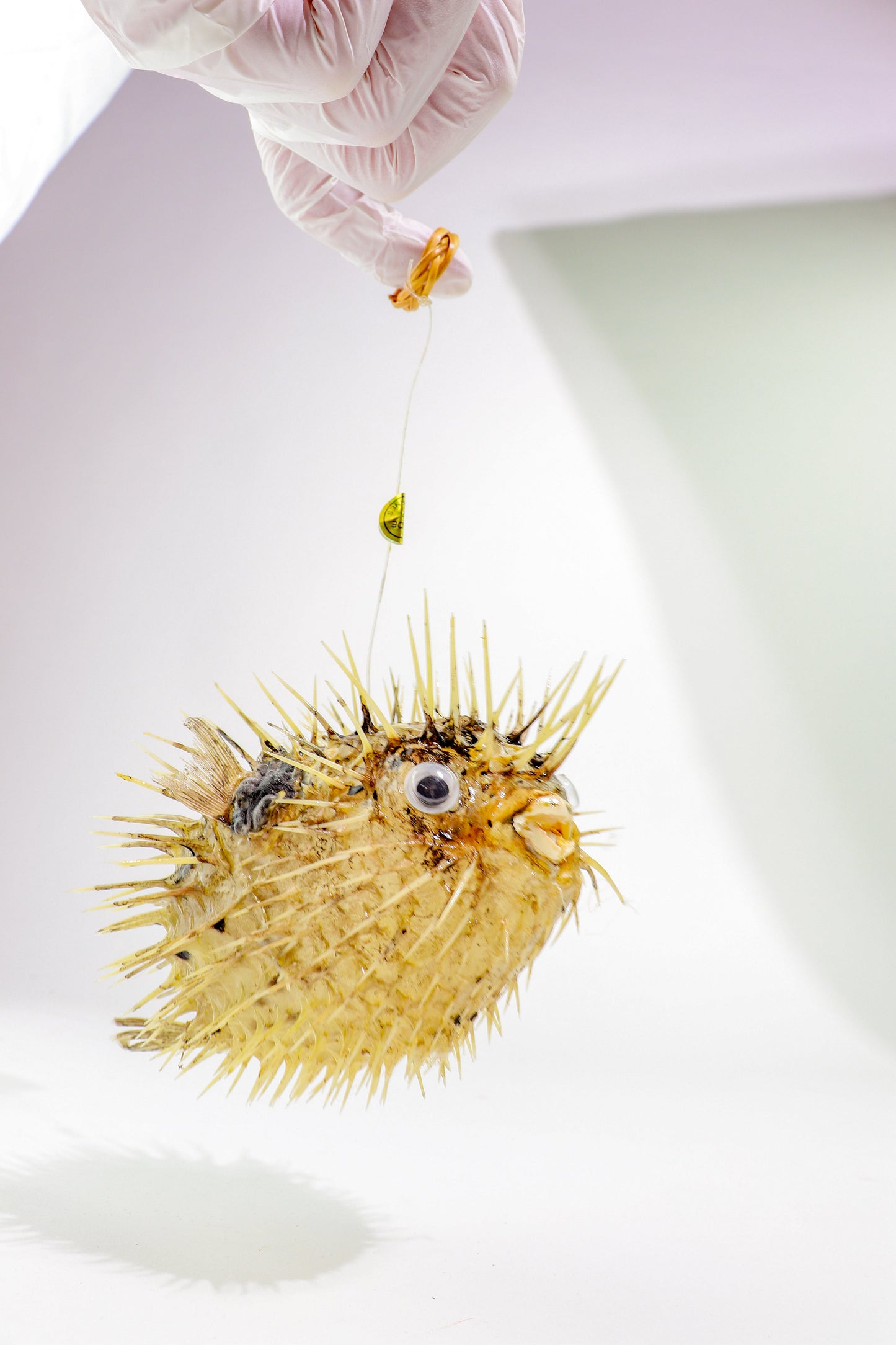 Porcupinefish