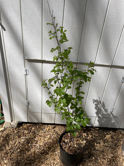Ironwood ' Golden Bell Tower ' Parrotia