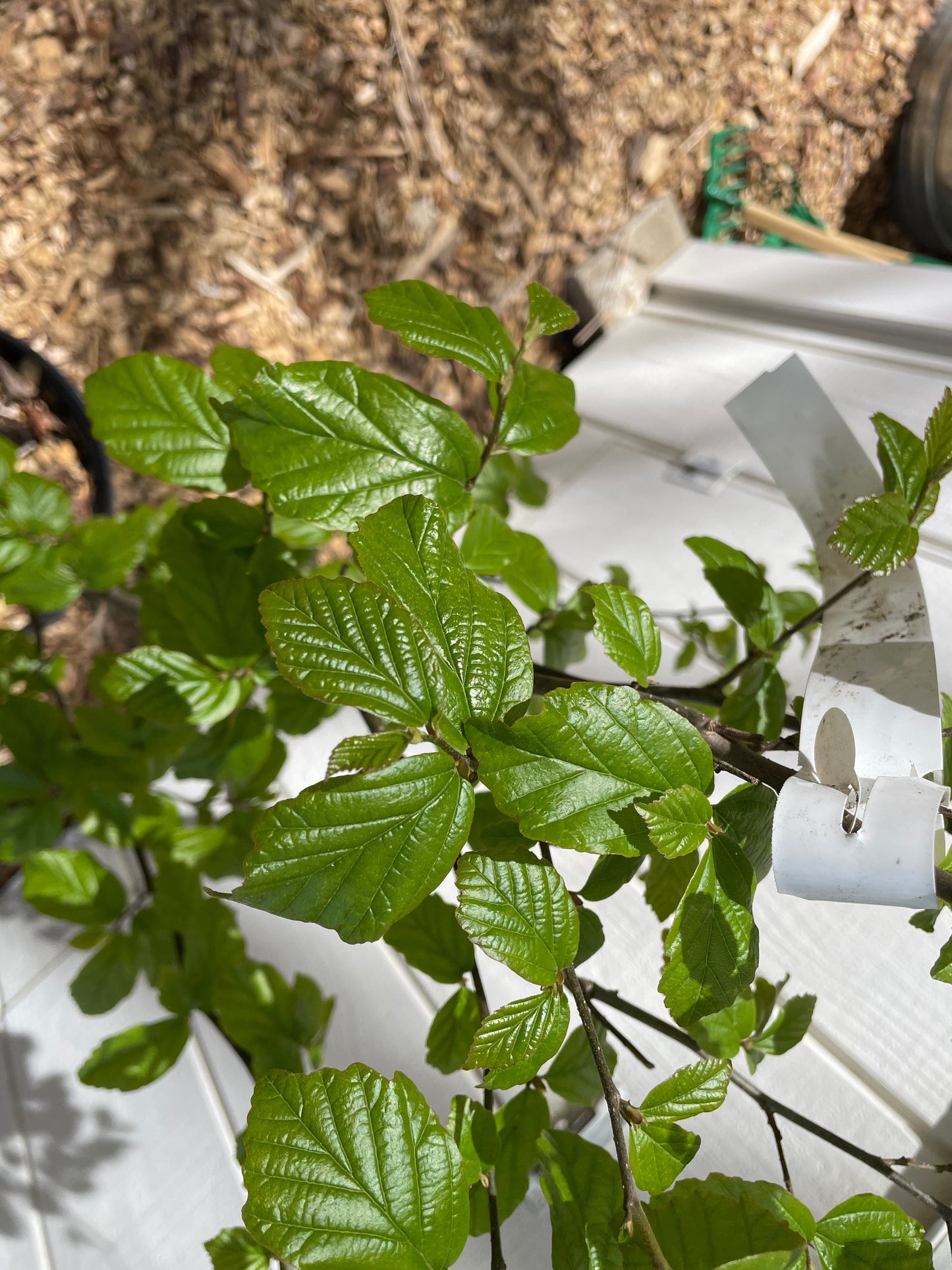 Ironwood ' Golden Bell Tower ' Parrotia