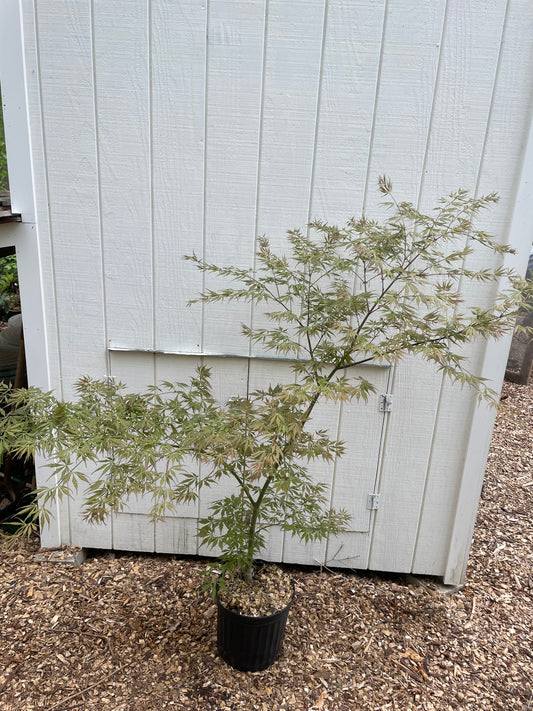 Acer palmatum 'Fascination' Japanese Maple Tree