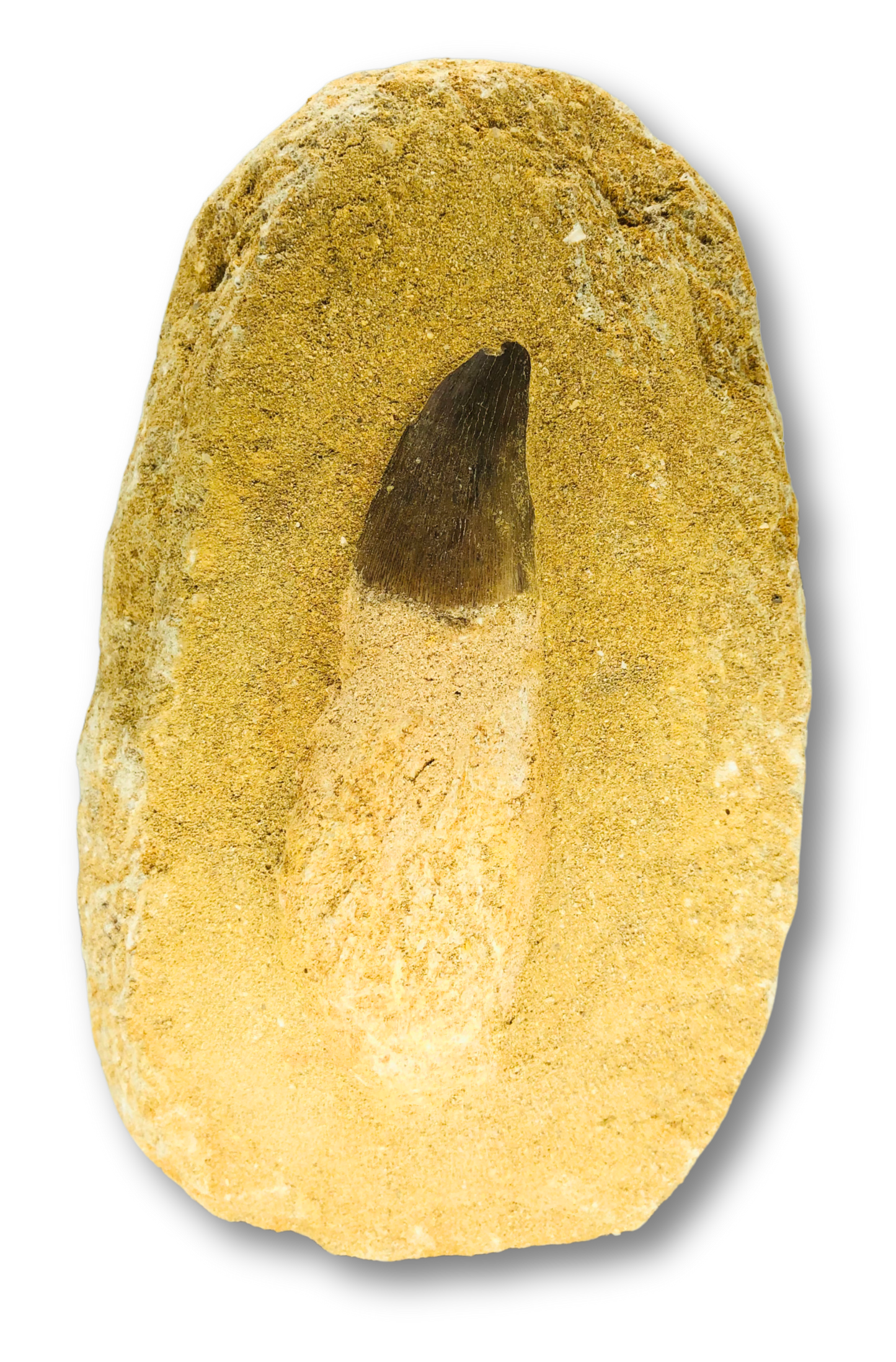 Mosasaur Tooth with Root in Matrix