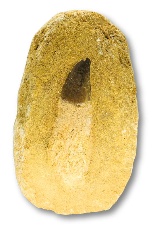Mosasaur Tooth with Root in Matrix