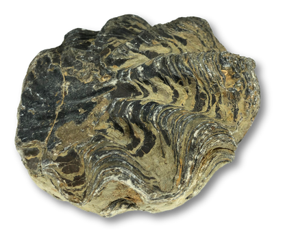 Fossil Oyster
