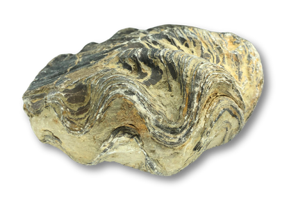 Fossil Oyster