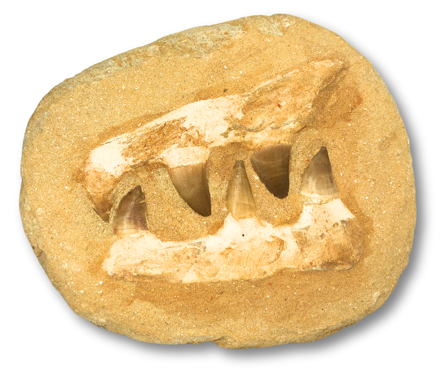 Composite Mosasaur Jaw $50.00