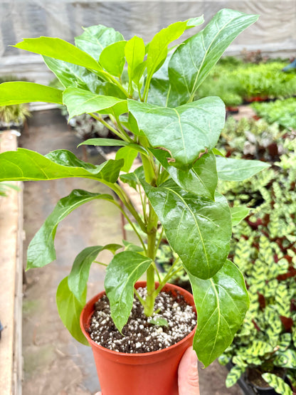 Schefflera Actinophylla