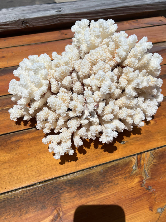 Vintage Brownstem Cluster Coral- 16"