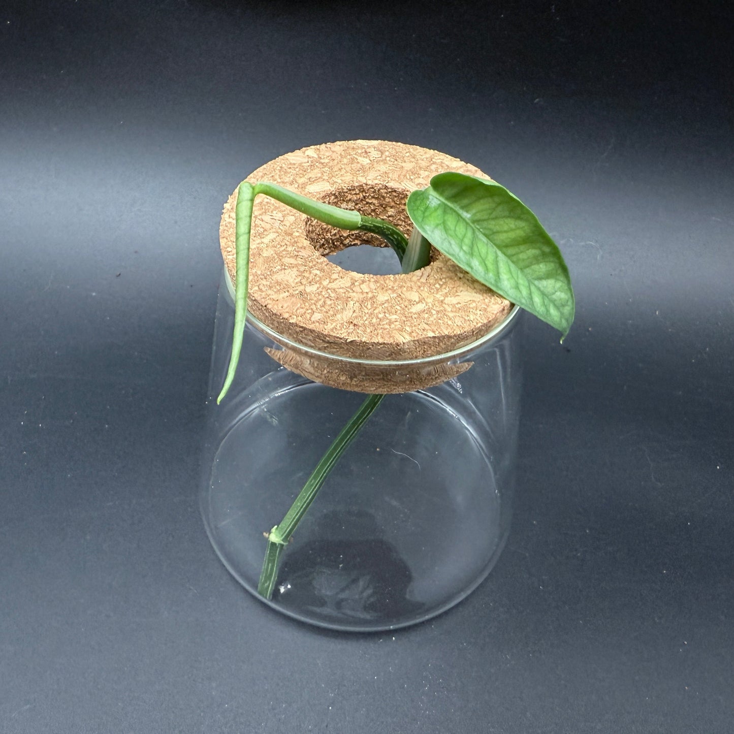 Glass Cultivation Planter with Cork Top