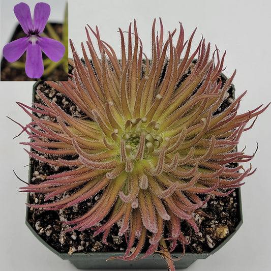 Pinguicula gypsicola {Buena Vista, San Luis Potosí} – Rare Mexican Carnivorous Butterwort | Live Plant